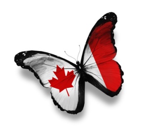 Canadian flag butterfly, isolated on white